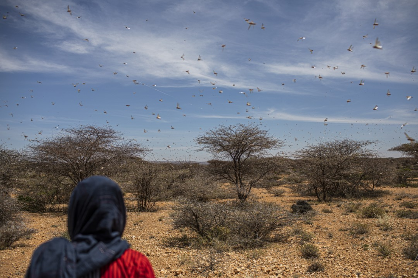 A swarm of desert locusts flies over over land used for grazing animals in a remote part of Somalia. Image by Will Swanson / For The Times. Somalia, 2020.