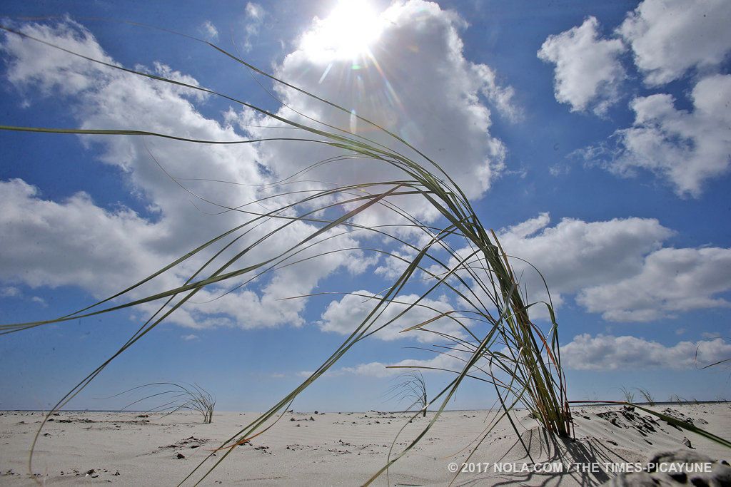 Newly planted bitter panic dune grass wafts in the breeze as Louisiana officials gathered in 2017 to unveil the 13-mile Coastal Protection and Restoration Authority's Caminada Headland beach and dune restoration. The project stretches from the mouth of Bayou Lafourche to Caminada Pass and restored over 1,000 acres of shoreline using 8.84 million cubic yards of sand dredged from Ship Shoal. Image by Michael DeMocker / NOLA.com | The Times-Picayune. United States, 2017.