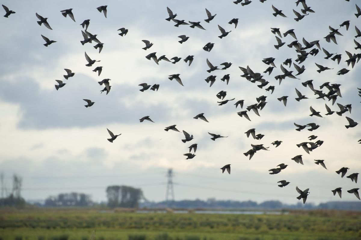 Migratory birds abound in the Noordwaard floodplain. The area has been converted from farms to natural spaces that flood when rivers run high. Image by Chris Granger. Netherlands, 2019.