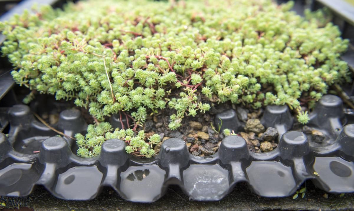 A closeup view of plants growing on a green roof in Rotterdam, the Netherlands. Image by Chris Granger. Netherlands, 2019.