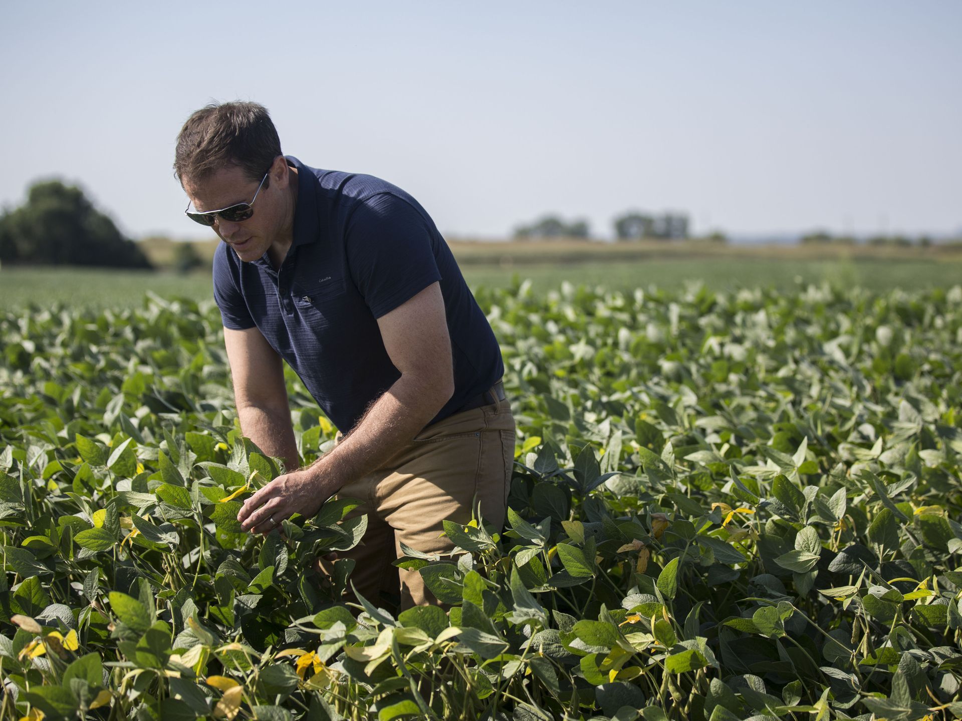 Grant Kimberley, a sixth germination family farmer and Market Development Director for the Iowa Soybean Association, checks soybeans on his family's farm, Tuesday, Sept. 5, 2017, in rural Polk County. Image by Kelsey Kremer.