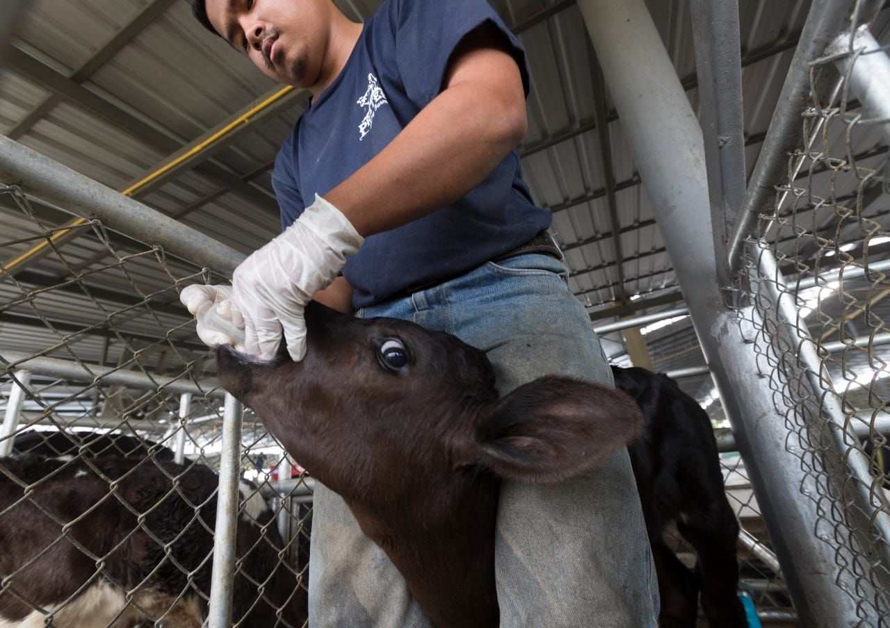 Workers give a calf medicine after it was dehorned in Pak Chong, Thailand. Image by Mark Hoffman. Thailand, 2019. 