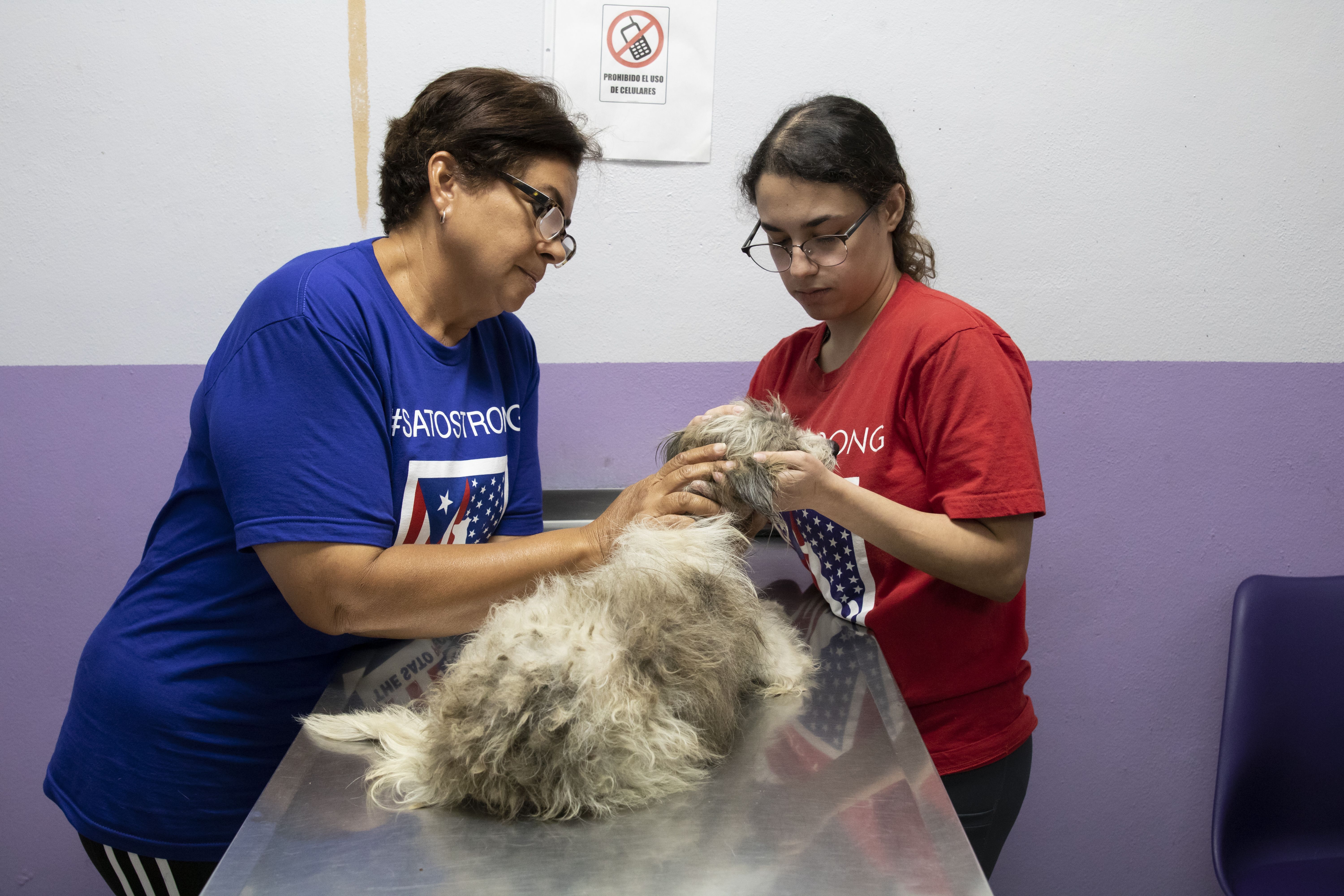 A dog who had recently given birth undergoes veterinary evaluations to assess her health. Image by Jamie Holt. United States, 2019.