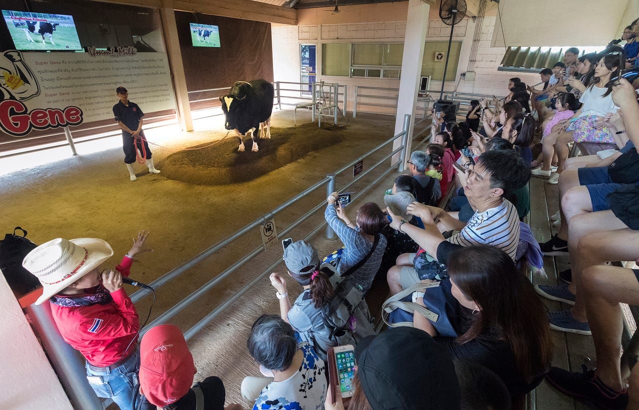 A guide talks about artificial insemination to tour group at Farm Chokchai in Pak Chong, Thailand. Farm Chokchai is one of the larger dairy producers in Thailand. The operation in Pak Chong places an emphasis on agritourism. Image by Mark Hoffman. Thailand, 2019. 