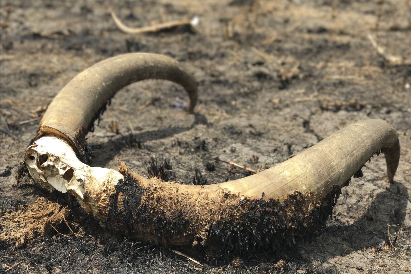 Cow horns near Leer town. In South Sudan, cattle are an important source of income and food. Image by Jane Ferguson. South Sudan, 2017.