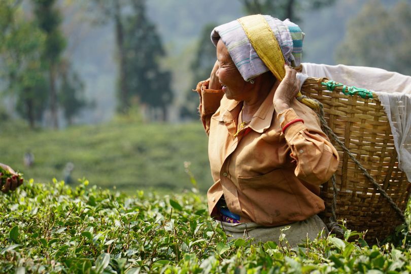 A tea picker at Jungpana Tea Estate plucks the first flush of the season. Image by Esha Chhabra. India, 2017.