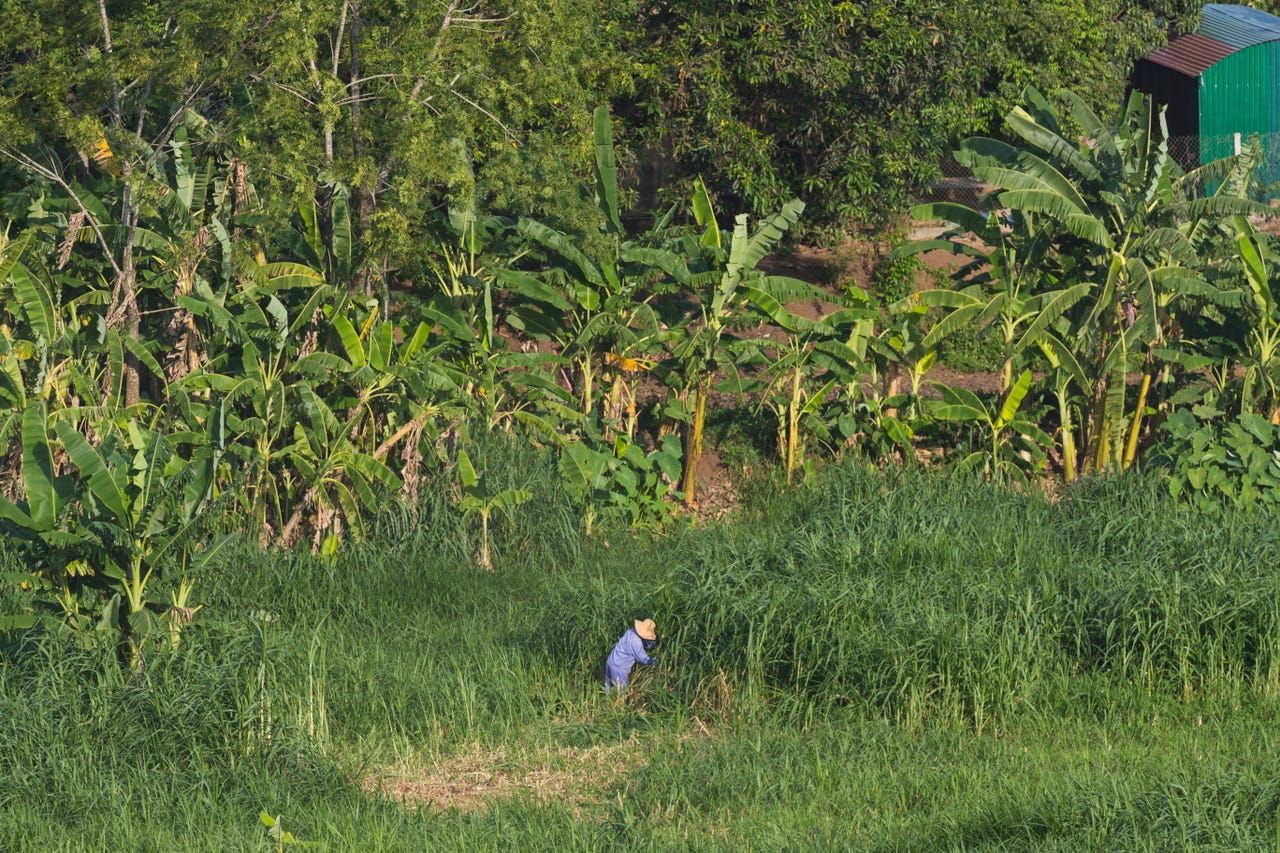 A farmer cuts grass on a tiny farm adjacent to TH Milk's giant operations in Nghia Son, Vietnam. Image by Mark Hoffman. Vietnam, 2019. 