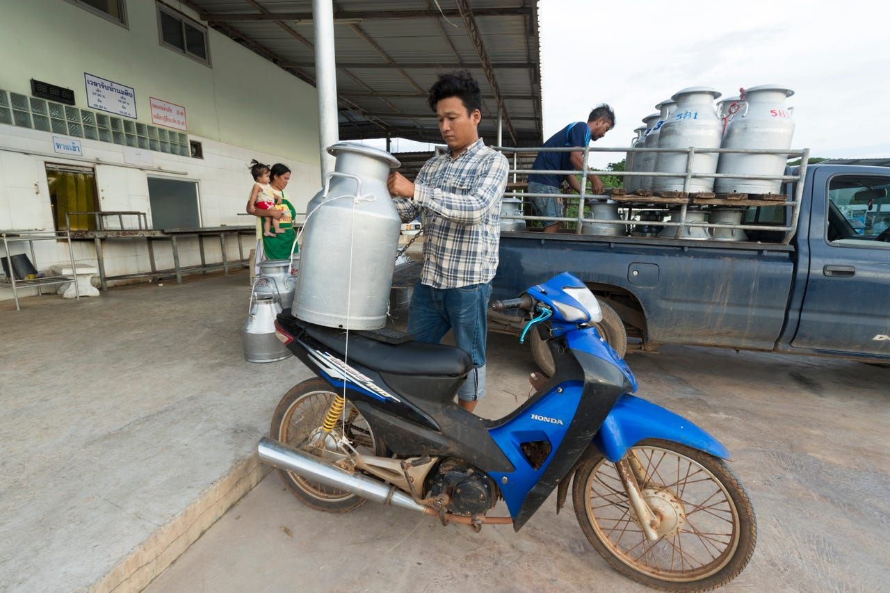 A farmer drops off a single can of milk at Prateep Farms in Pak Chong, Thailand. Owner Prateep Kaewnun milks about 400 cows and purchases milk from small farms in the area. The quality of milk he purchases must be equal to that of his modern farm. Image by Mark Hoffman. Thailand, 2019. 