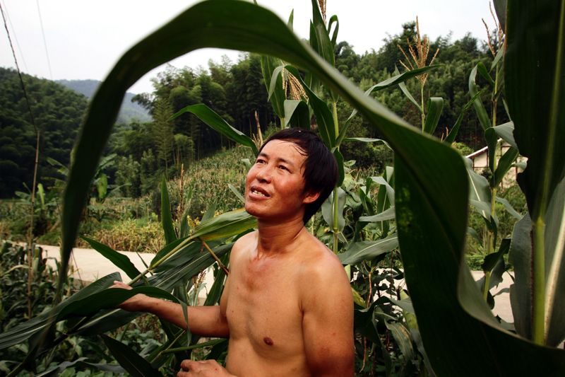 A farmer in his corn fields near one of the southern Sichuan's bamboo forests