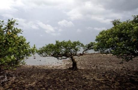 Since the end of World War Two, the world has lost approximately 50% of its mangroves. A few pockets remain in protected areas, such as those in the southern Chinese city of Zhanjiang in Guangdong province. Image by Sean Gallagher, China, 2010.