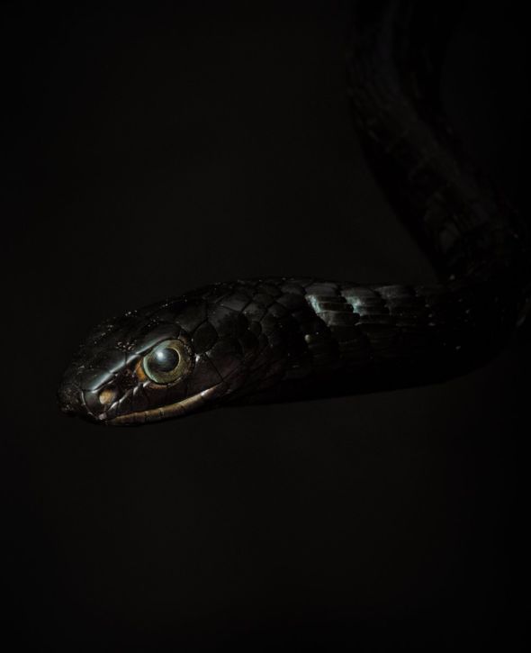 A non-venomous western black tree snake. Congo, 2019. Image by Hugh Kinsella Cunningham.