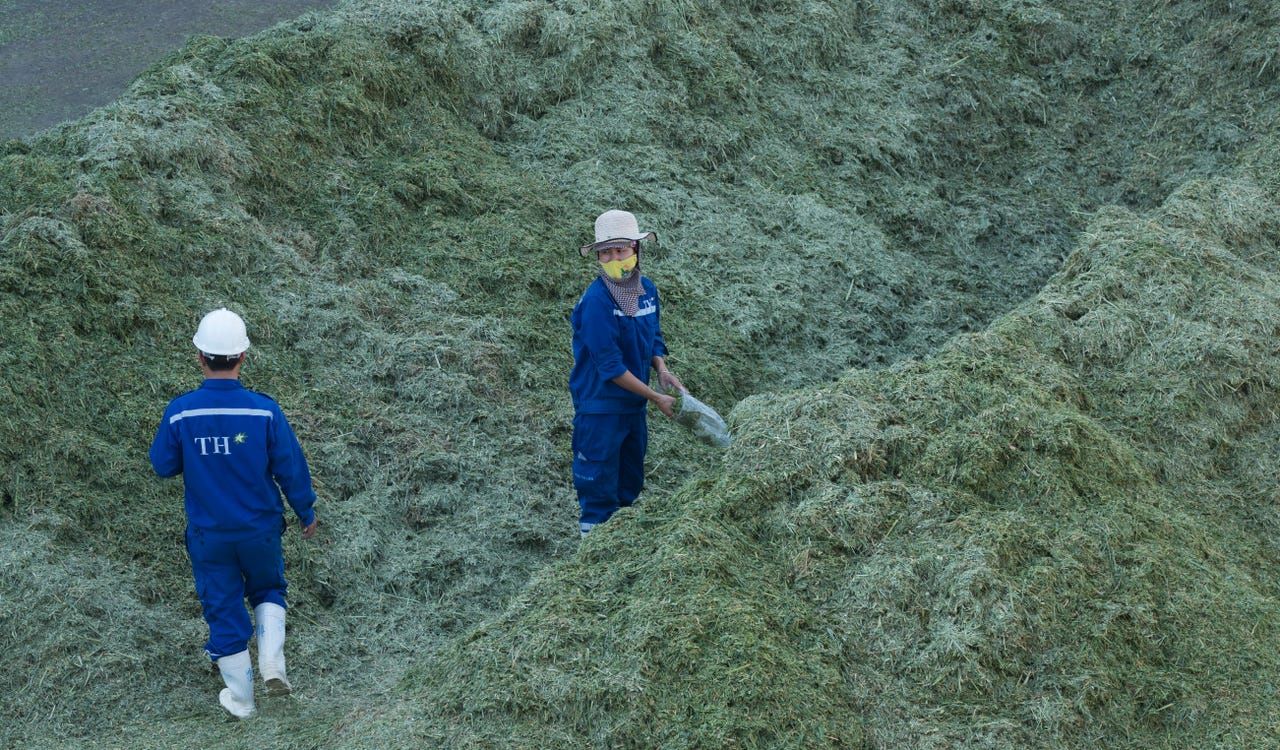 A TH Milk employee grabs a sample of some silage to make sure the moisture content is correct after a load that was found to be too dry was dumped and remixed in Nghia Son, Vietnam. TH Milk workers are constantly running tests for quality control in all areas of their operation. Image by Mark Hoffman. Vietnam, 2019. 