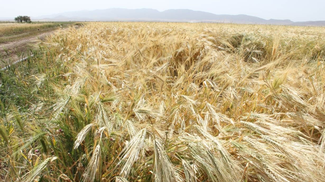 The wheat crop on Houssin Ghodbane's farm outside Chemora, Algeria, May 22, 2016. Image by Yasmin Bendaas. Algeria, 2016.