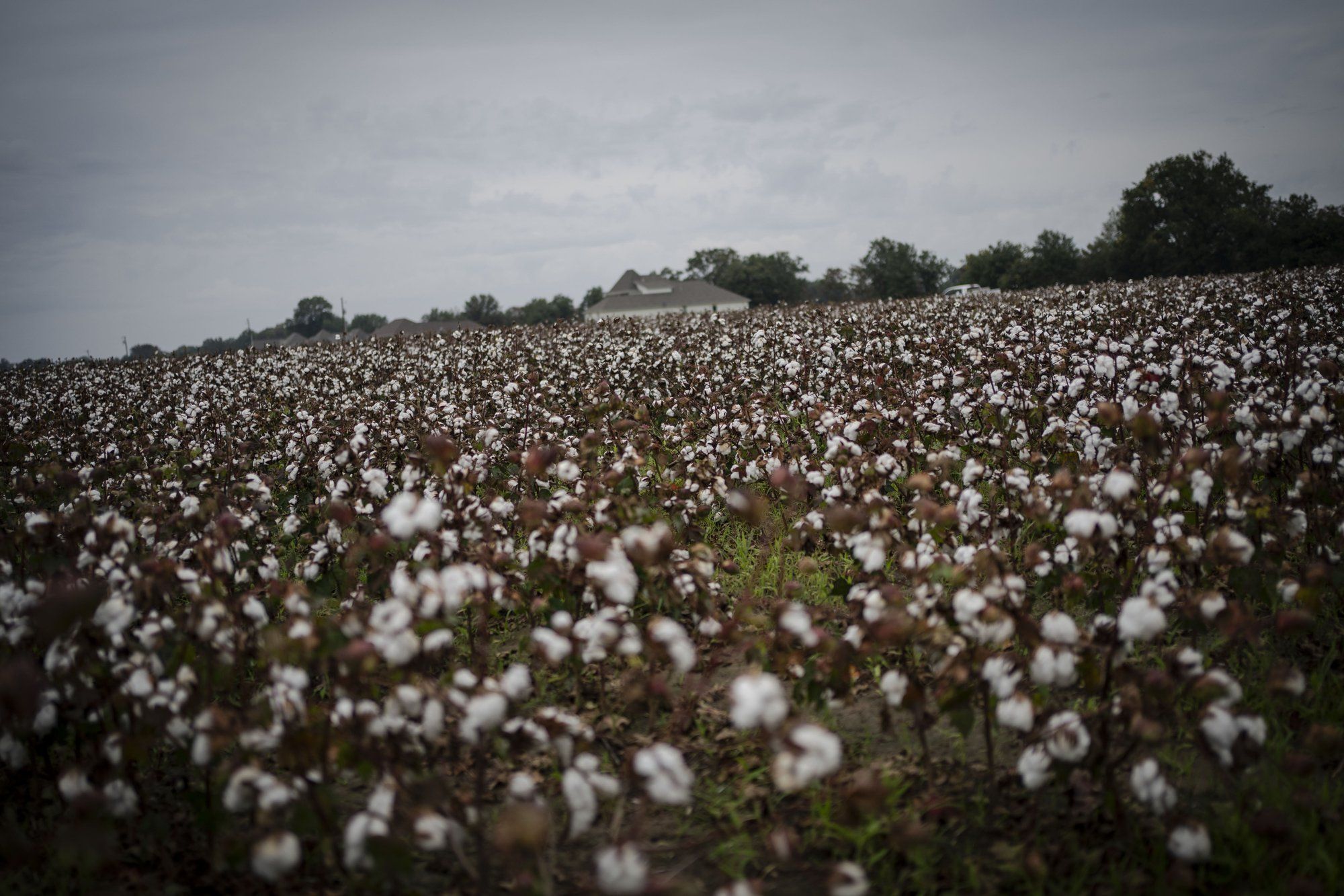 A house is dwarfed against a cotton field in Yazoo City, Miss. Image by Wong Maye-E / The Associated Press. United States, 2020.