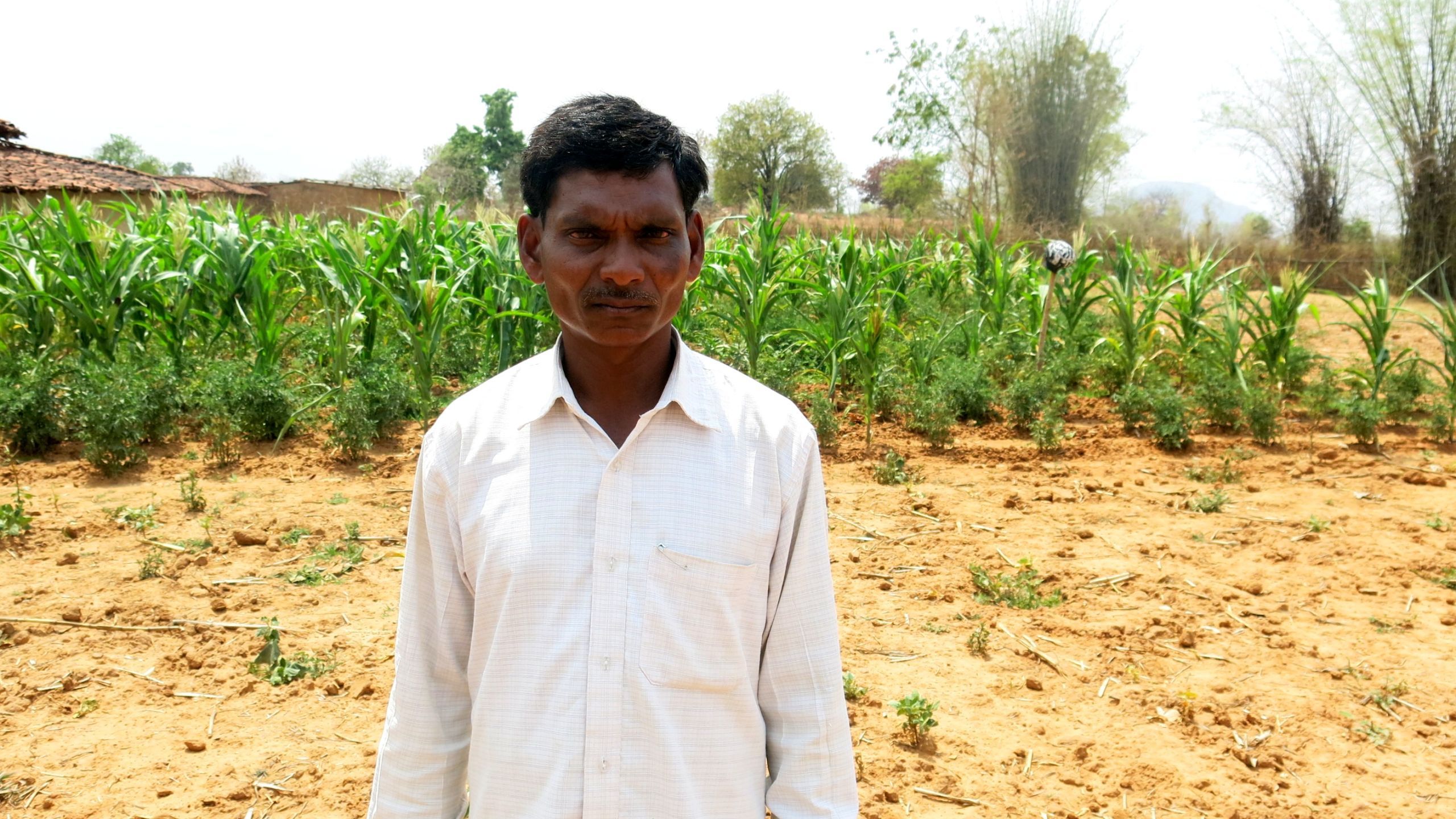 Pannalal Sai (above) and Babulal Salaam (below) are among the scores of villagers who found their lands being forcibly earmarked by district officials over 2016-18 for a compensatory plantation project. Over 4000 acres in 16 villages have been earmarked for the plantation, crafted in lieu of lush forests to be cut down for the Parsa coal block in adjoining Sarguja district's Hasdeo Arand. Chhattisgarh, India. June 2019. Image by Chitrangada Choudhury.