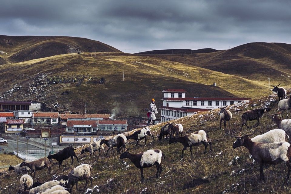 Sheep being herded in Zorge Ritoma. Image by An Rong Xu. Tibet, 2018.