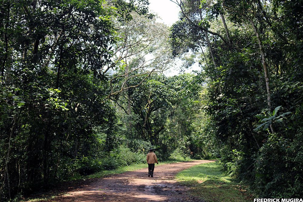 A man takes a stroll in Bwindi Impenetrable Forest. Image by Fredrick Mugira. Uganda, 2020.