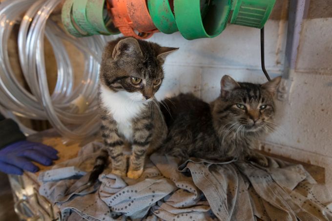 A pair of barn cats hang out in the heated barn office. Image by Mark Hoffman/The Milwaukee Journal Sentinel. USA, 2019.