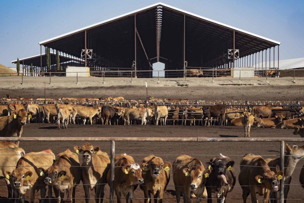 “Cows and cars.” That’s what experts say are the major contributors to air pollution in the region — often considered some of the worst in the United States. Image by Larry C. Price. California, 2018.