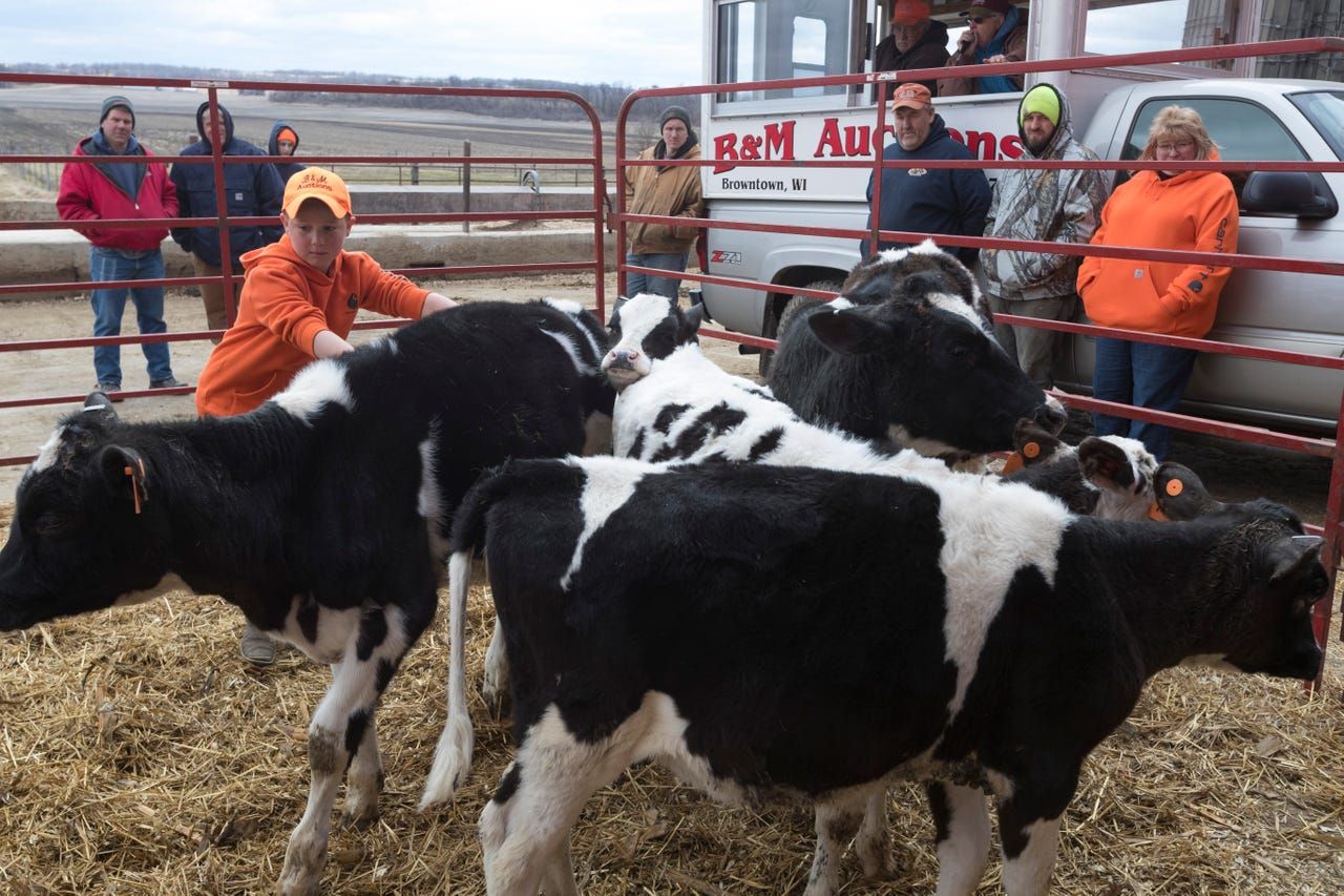 Braylon Bidlingmaier, 8, helps his father corral calves during an auction. Image by Mark Hoffman. United States, 2019.