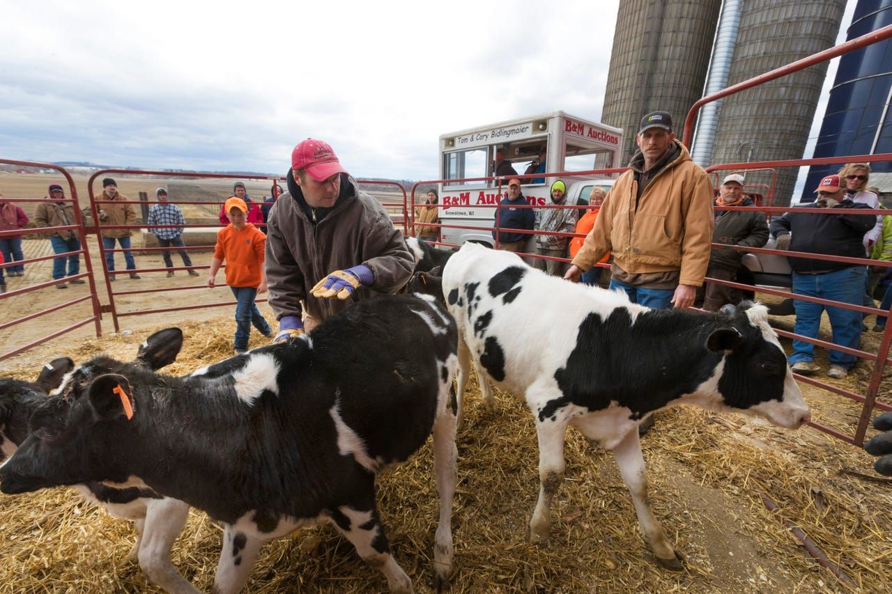 Cory Bidlingmaier, left, and Robert "Stretch" Hull maneuver calves in a pen during an auction. Image by Mark Hoffman. United States, 2019.