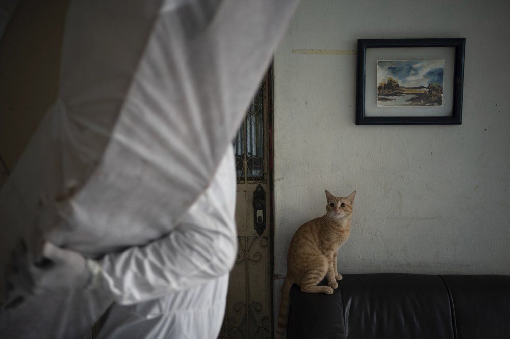 A cat stares at a SOS Funeral worker who will remove the body of a man with pre-existing health conditions who died at his home amid the new coronavirus pandemic in Manaus, Brazil, Saturday, May 9, 2020.