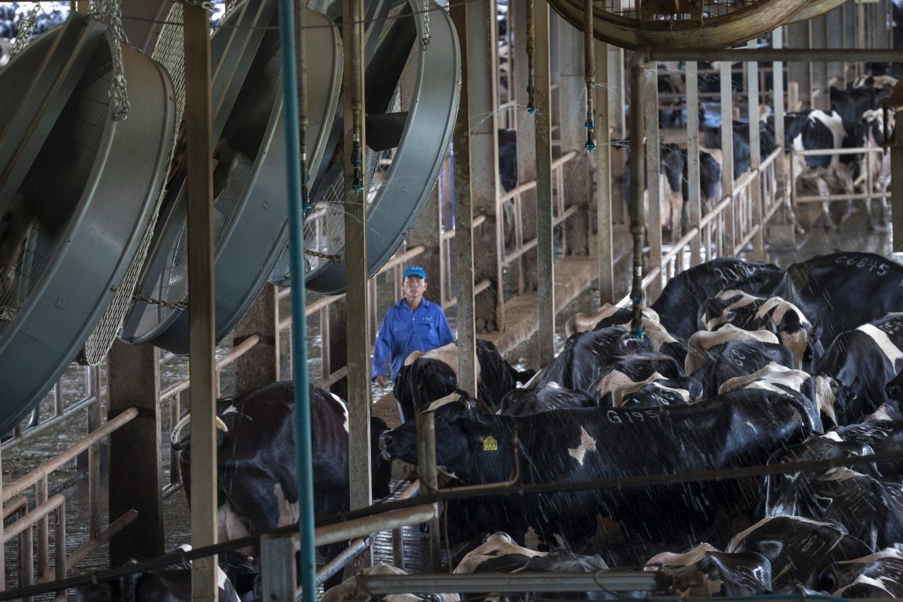 Heat stress is a constant issue for dairy cattle with temperatures in June as high as 105 degrees with high humidity. To combat this, these cows are kept cool by automatic sprinklers and powerful fans in their open sided barn at TH Milk's operations in Nghia Son, Vietnam. Image by Mark Hoffman. Vietnam, 2019. 