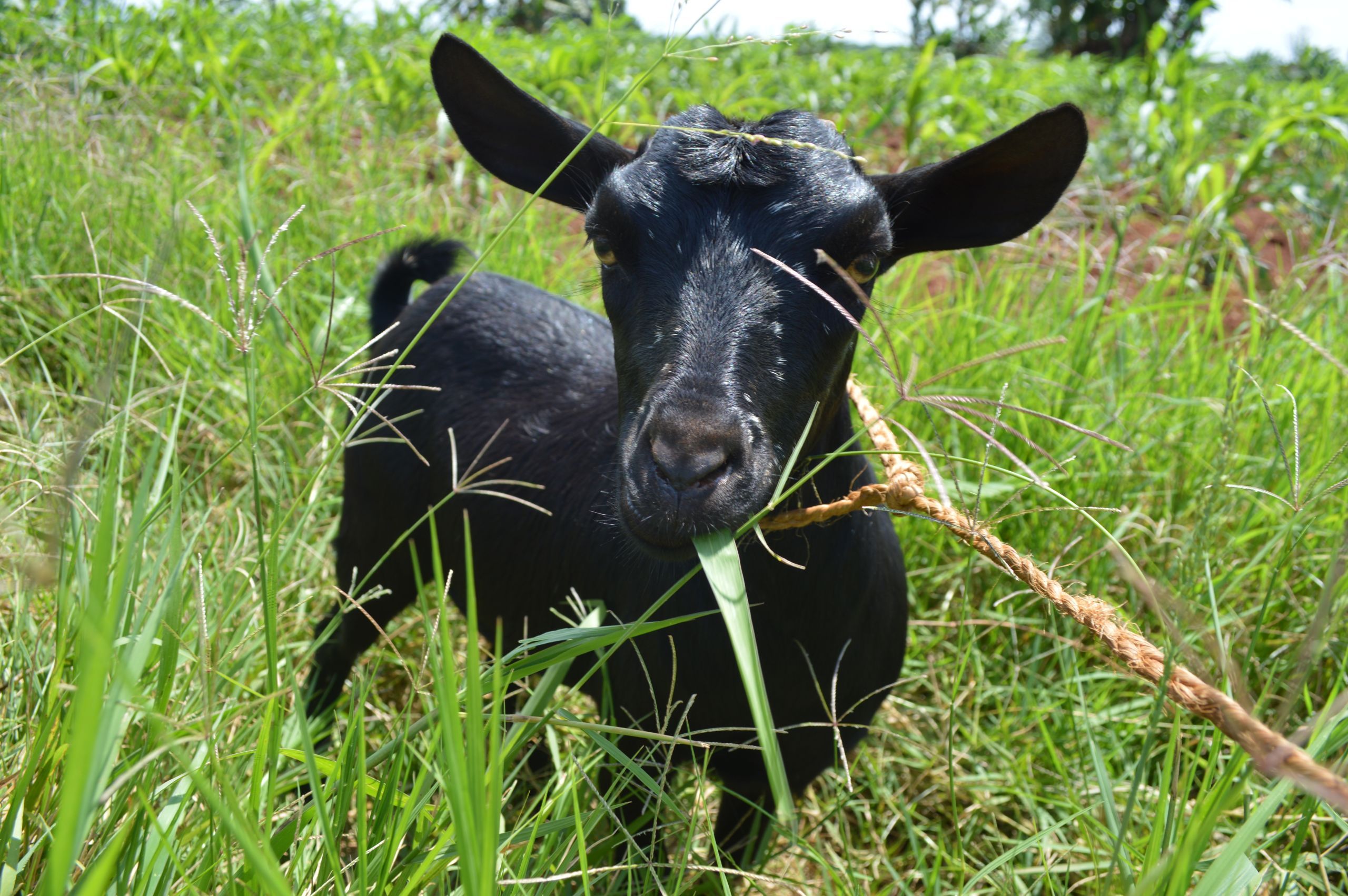 Okomo John's goat. Forest residents are not allowed to graze their animals in the forest, but many do and are forced to pay a fine. Image by Annika McGinnis. Uganda, 2019. 