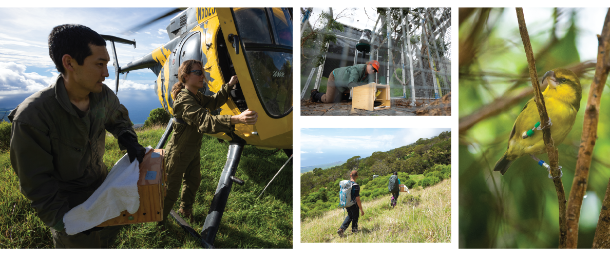 A helicopter transported the kiwikiu from Hanawi Natural Area Reserve to Nakula Natural Area Reserve on the other side of Haleakala to be released into the wild. Images by Zach Pezzillo. United States, 2019.