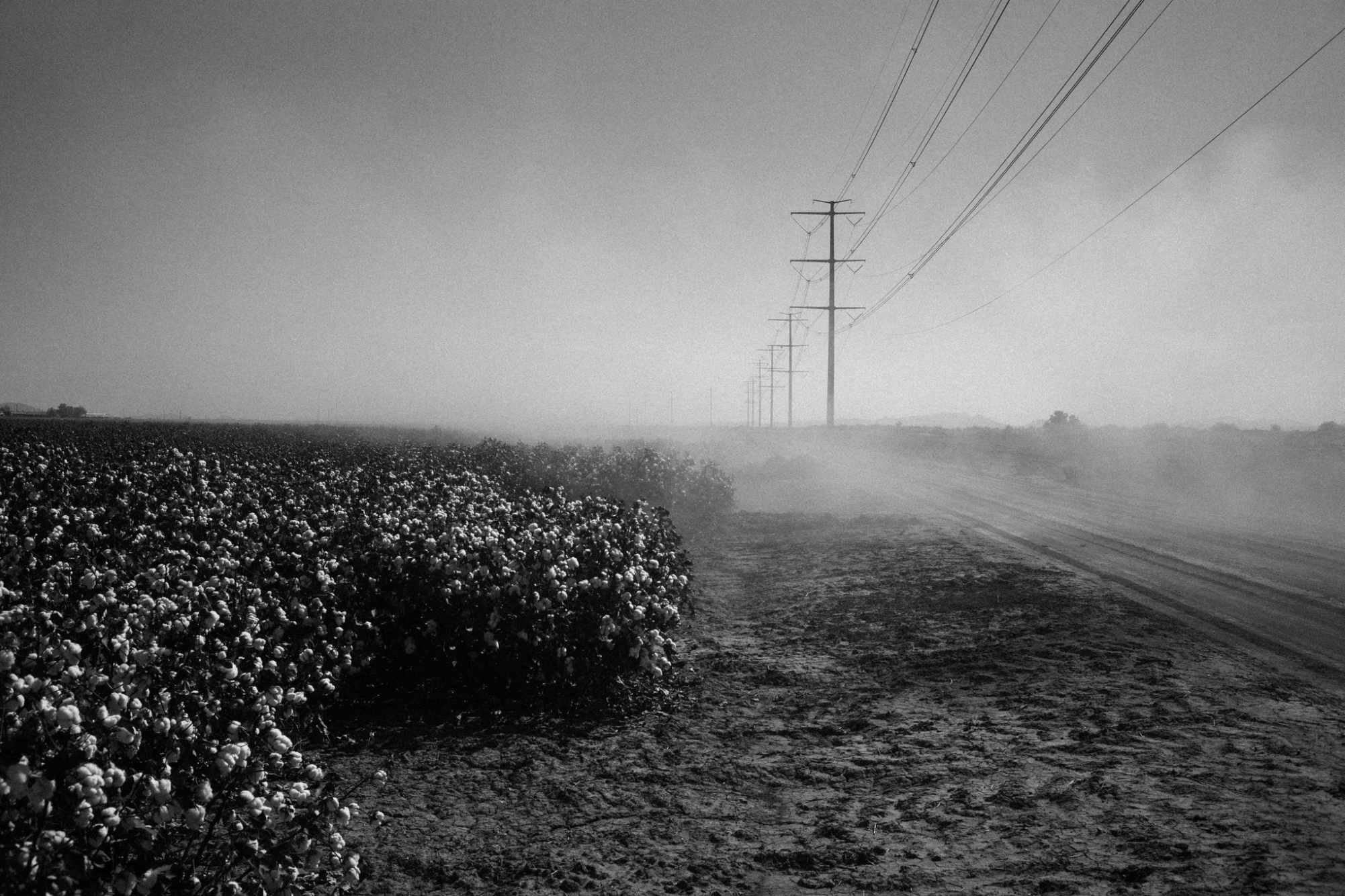 A cotton farm belonging to Dale Button in Stanfield, Arizona. Image by Jošt Franko. United States, 2016.