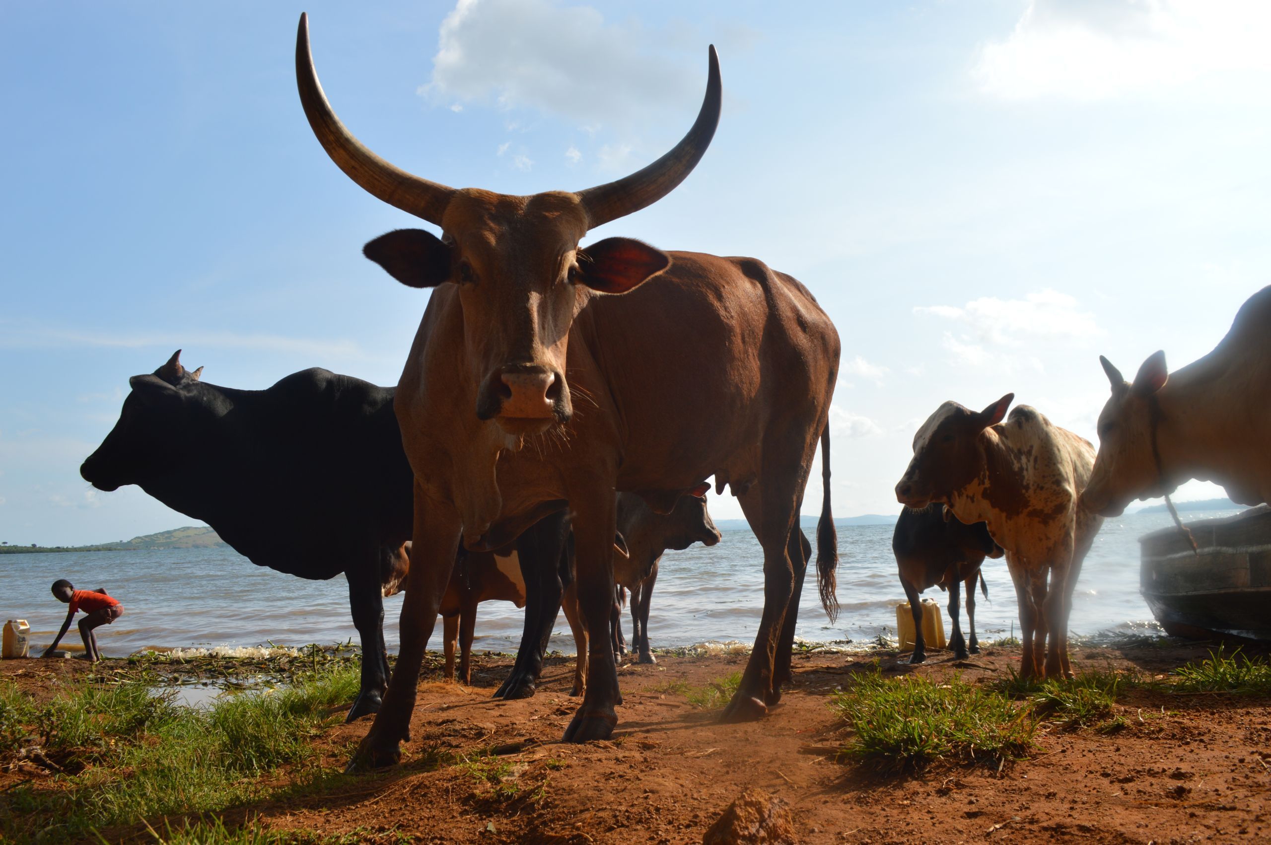 Cows coming in from the storm at Nakalanga village. Finding grazing land for their cattle is one of the farmers' biggest challenges. Image by Annika McGinnis. Uganda, 2019. 