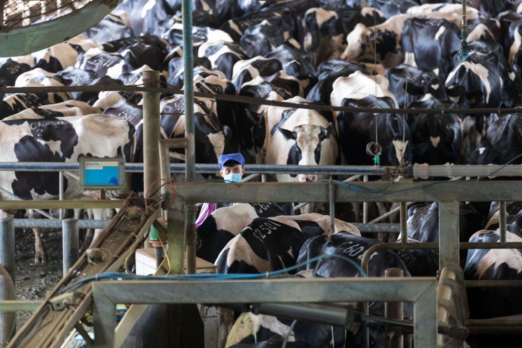 Cows are moved for milking on one side of a giant open barn at TH Milk's operations in Nghia Son, Vietnam. Image by Mark Hoffman. Vietnam, 2019. 