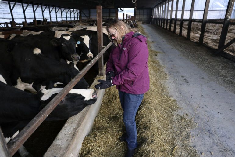 Amy Fischer visits with one of her 350 cows on her family’s 350-cow dairy farm, Darian Acres, in Rio, Wis., on Dec. 18, 2020. Image by Coburn Dukehart / Wisconsin Watch. United States, 2020.