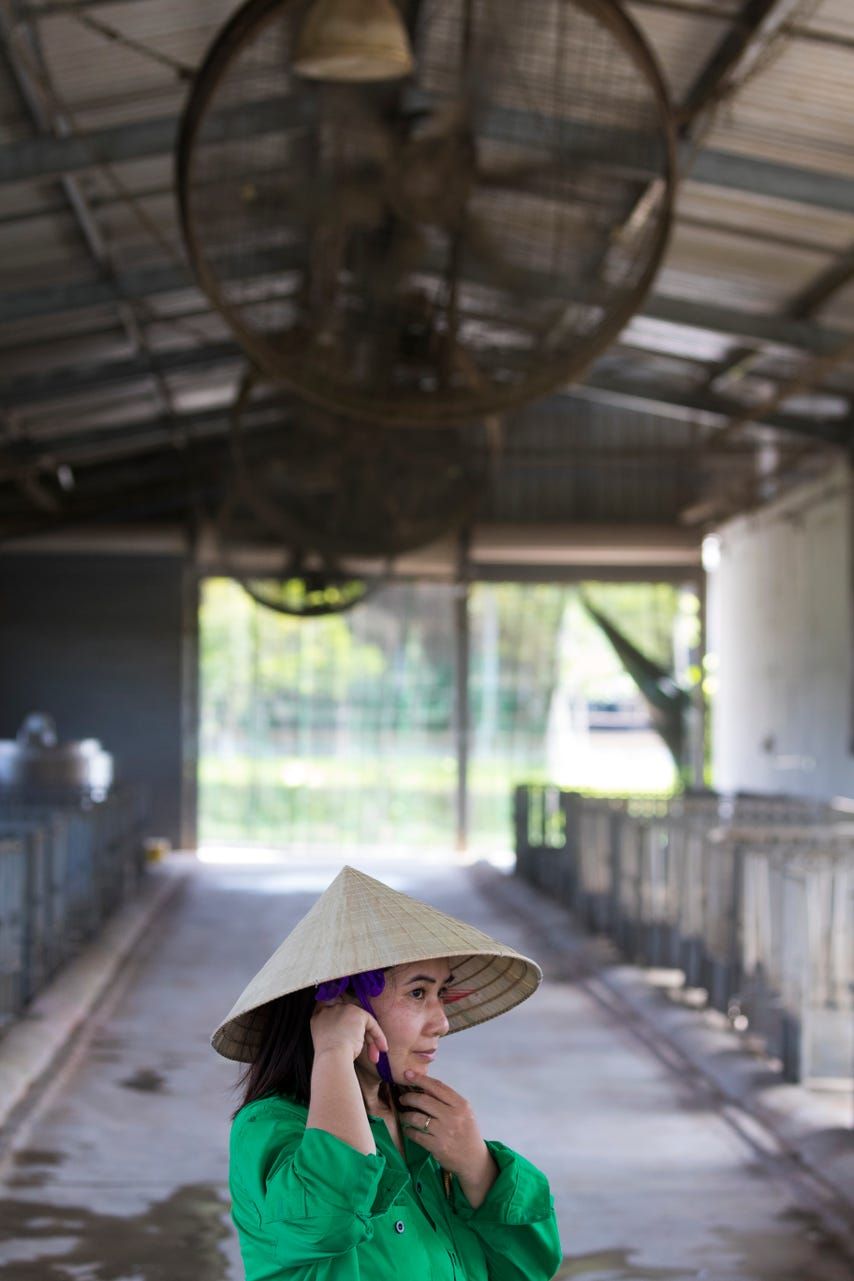 Organic calf nursery worker Binh Thi Dinh adjusts her hat underneath the powerful fans used to keep the cattle cool at TH Milk's operations in Nghia Son, Vietnam. Image by Mark Hoffman. Vietnam, 2019. 
