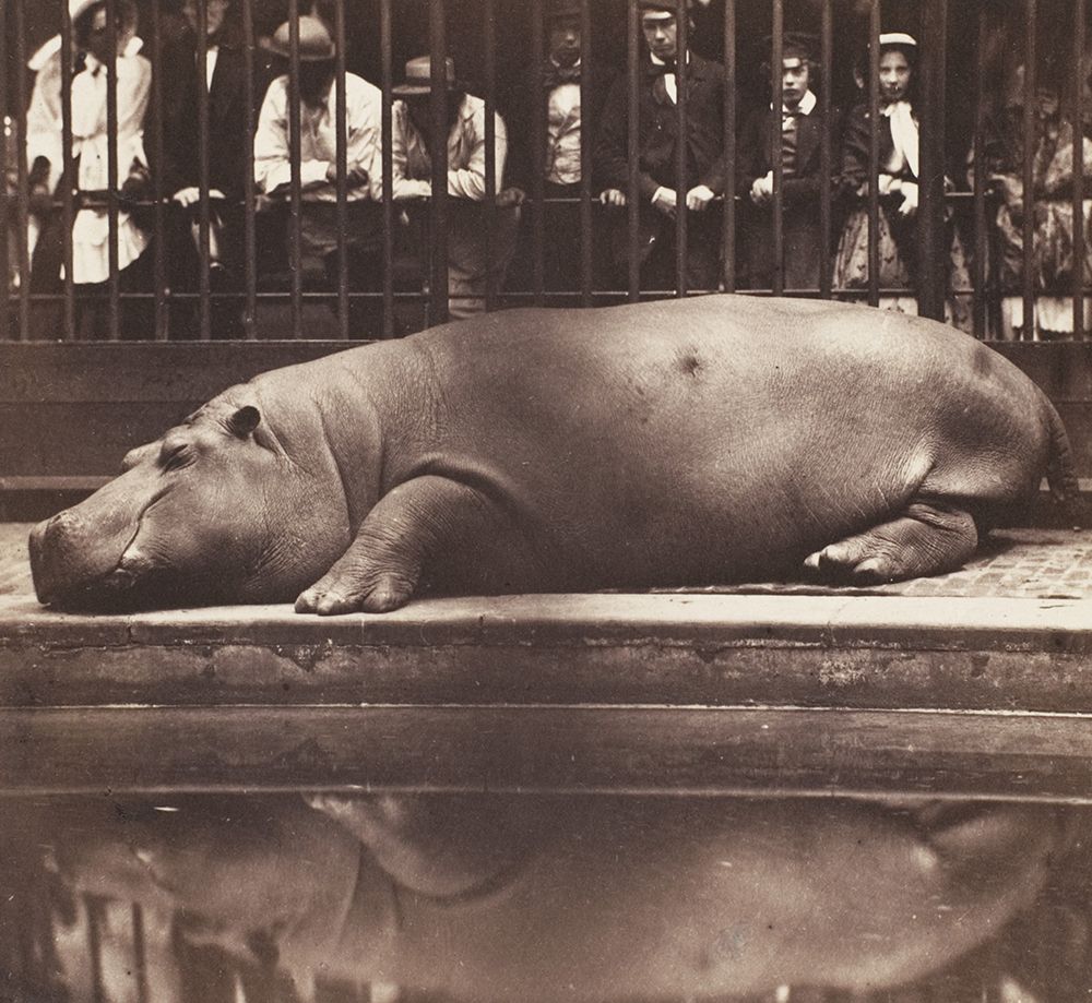 The Hippopotamus at the Zoological Gardens, Regent's Park. Image by Juan de Borbón. United Kingdom, 1852. Image courtesy of The Metropolitan Museum of Art.