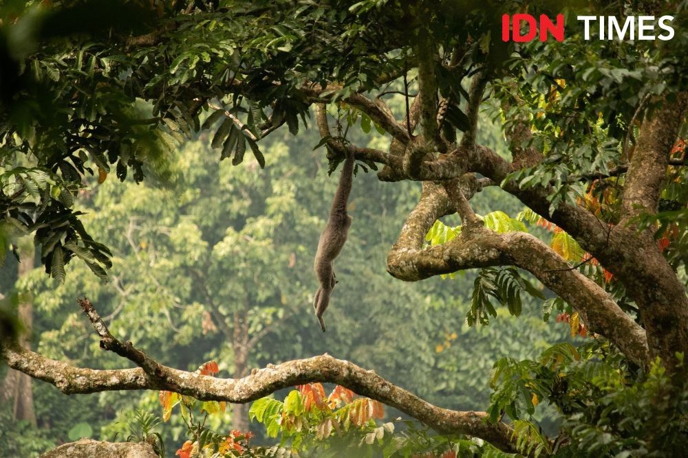 The survival of Owa Jawas depend on forest trees as their protection because they live arboreal, move clinging from branch to another tree branch. Photo by Dhana Kencana. Indonesia, 2020.