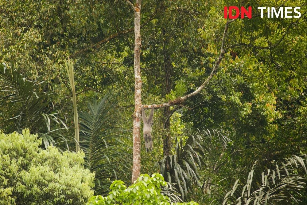 In 2020, the International Union for Conservation of Nature and Natural Resources (IUCN) declared the Owa Jawa or Javan Gibbon on the Red List of endangered species (EN). Photo by Dhana Kencana. Indonesia, 2020.