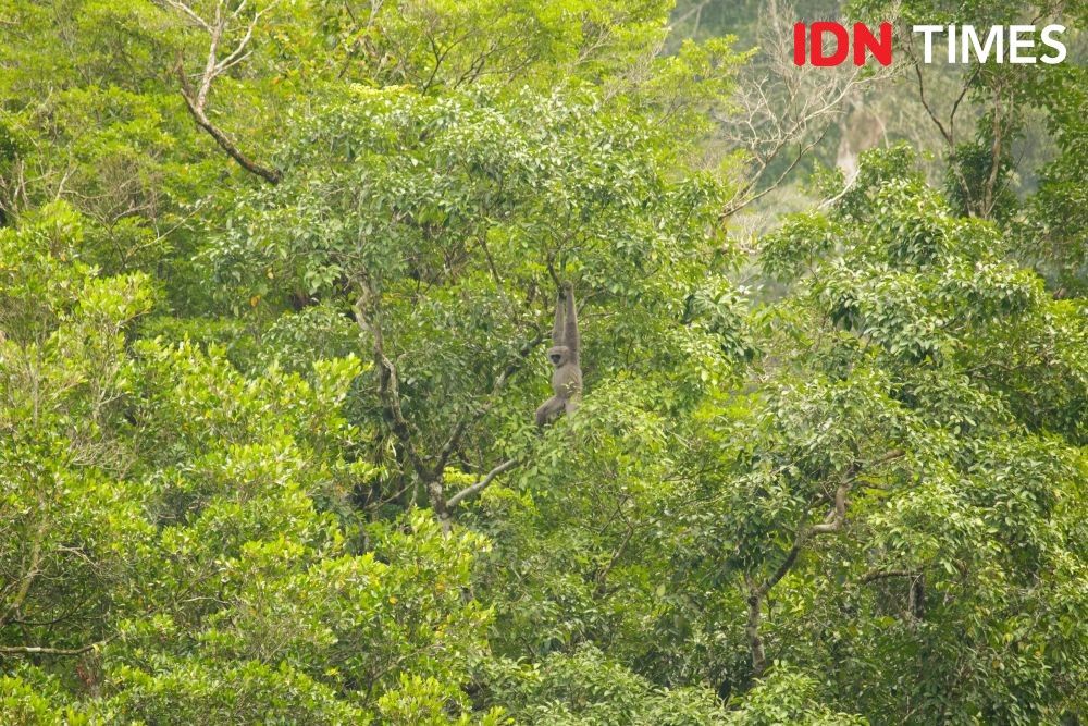 The population decline is estimated to continue along with the many conditions that threaten Owa Jawa, such as the loss or degradation of its forest habitat and hunting for subsistence. Photo by Dhana Kencana. Indonesia, 2020.