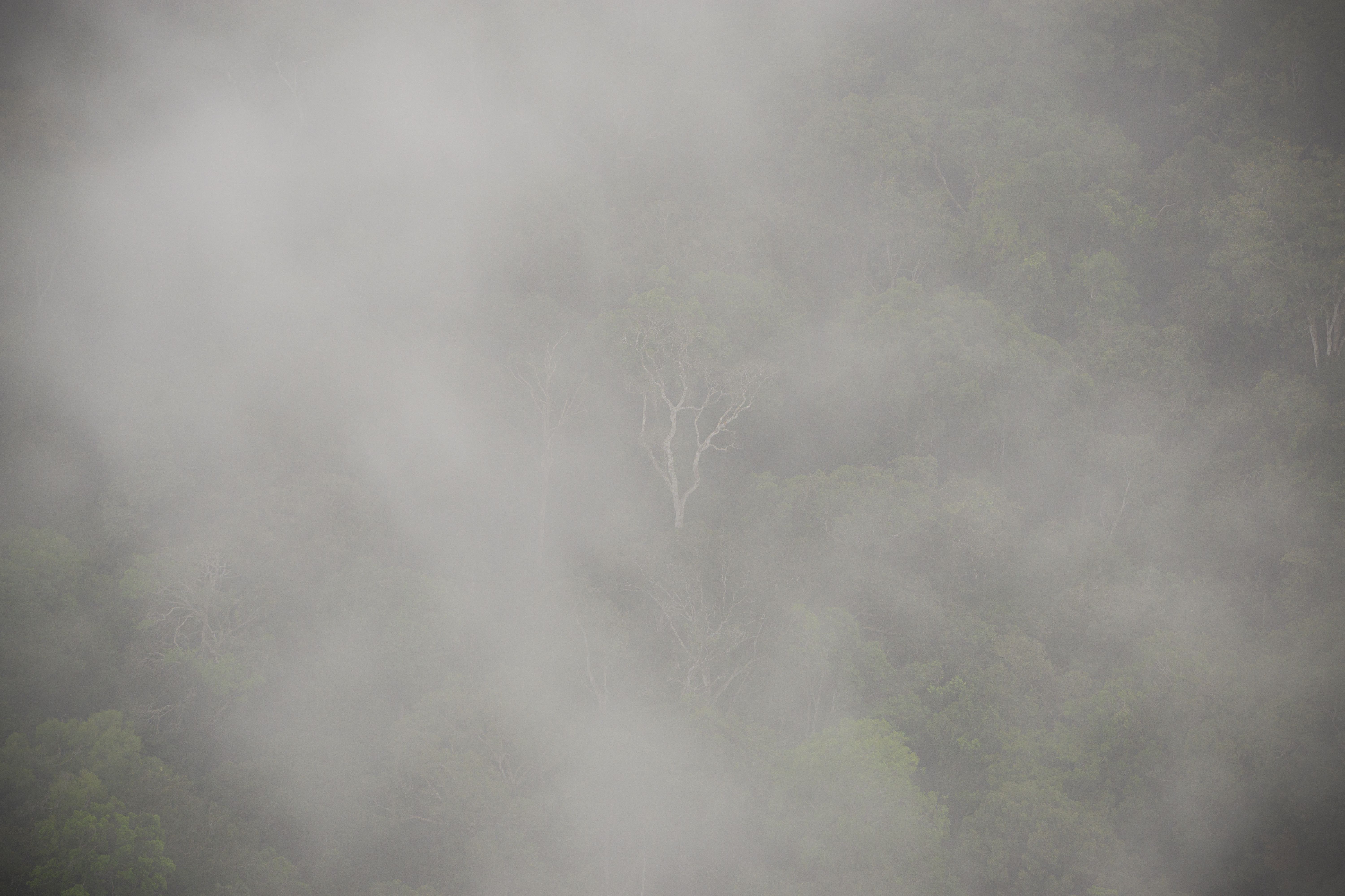 The morning mist as seen from ATTO shows just how much moisture moves up from the rainforest. Image by Umair Irfan. Brazil, 2019.