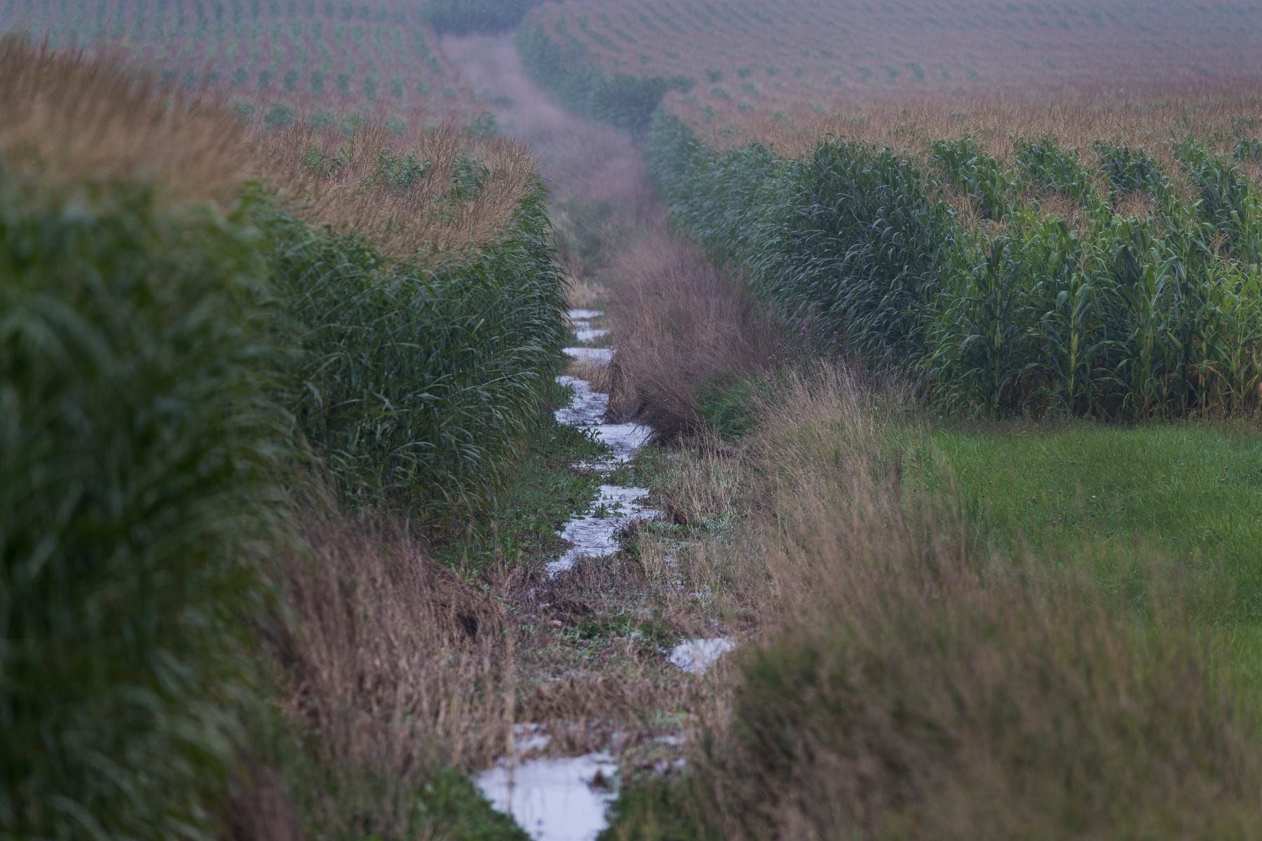 Water from a rain-soaked field flows between cornfields in Kewaunee County near Luxemburg. Image by Mark Hoffman. United States, 2019.