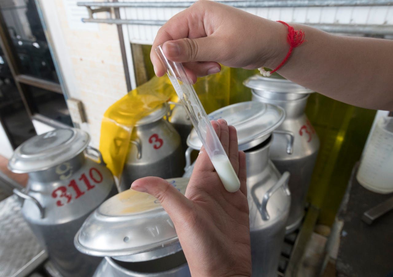 Workers test each can of milk dropped off for bacteria and quality at the Pakchong Dairy Cooperative. Image by Mark Hoffman. Thailand, 2019. 
