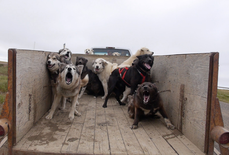 Before a workout the dogs are raring to go. Image by Eli Kintisch. Alaska, 2015.