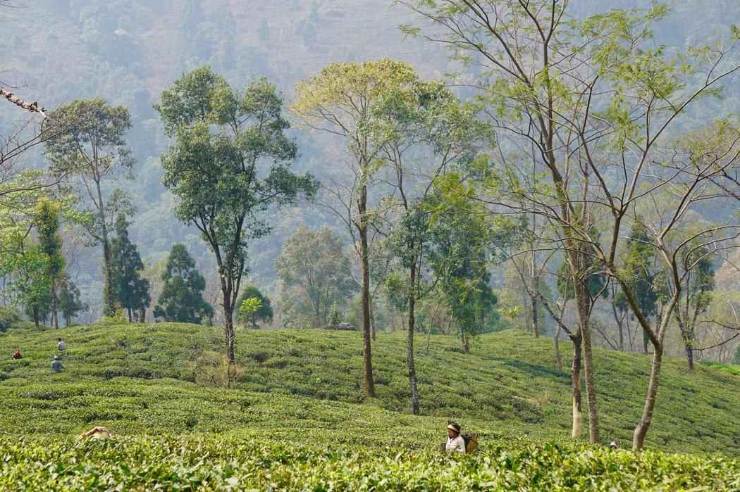 A view of Jungpana Tea Estate in Darjeeling. Image by Esha Chhabra. India, 2017.