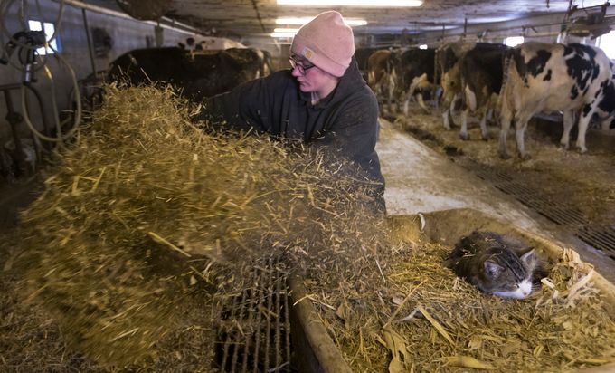 A barn cat sleeps in a bin full of straw while Christy Spexet throws down bedding. Image by Mark Hoffman/The Milwaukee Journal Sentinel. USA, 2019.