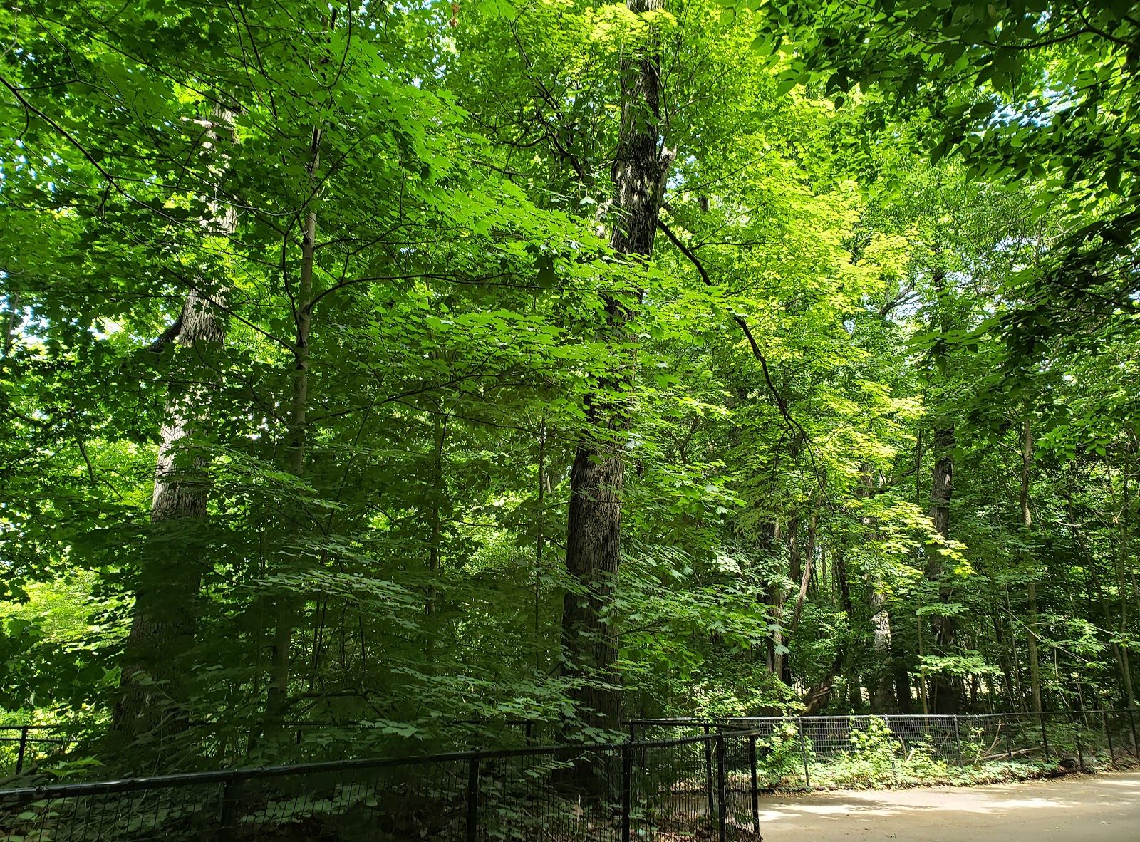 Entering the core woodlands of Prospect Park. Image by Clarisa Diaz. United States, 2020.
