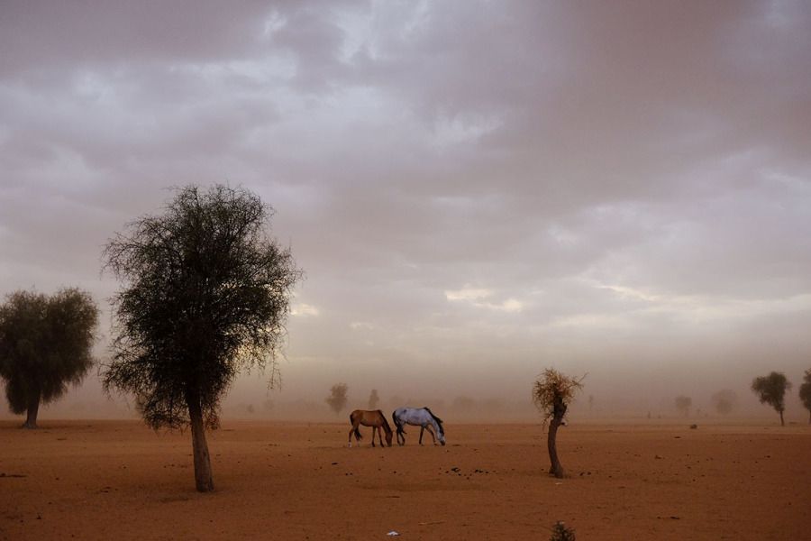 The wind whips up dust in Koyli Alfa, a village in central Senegal where rapid desertification has hurt local farmers and contributed to the exodus of young men to Europe. Image by Jill Filipovic. Senegal, 2017.
