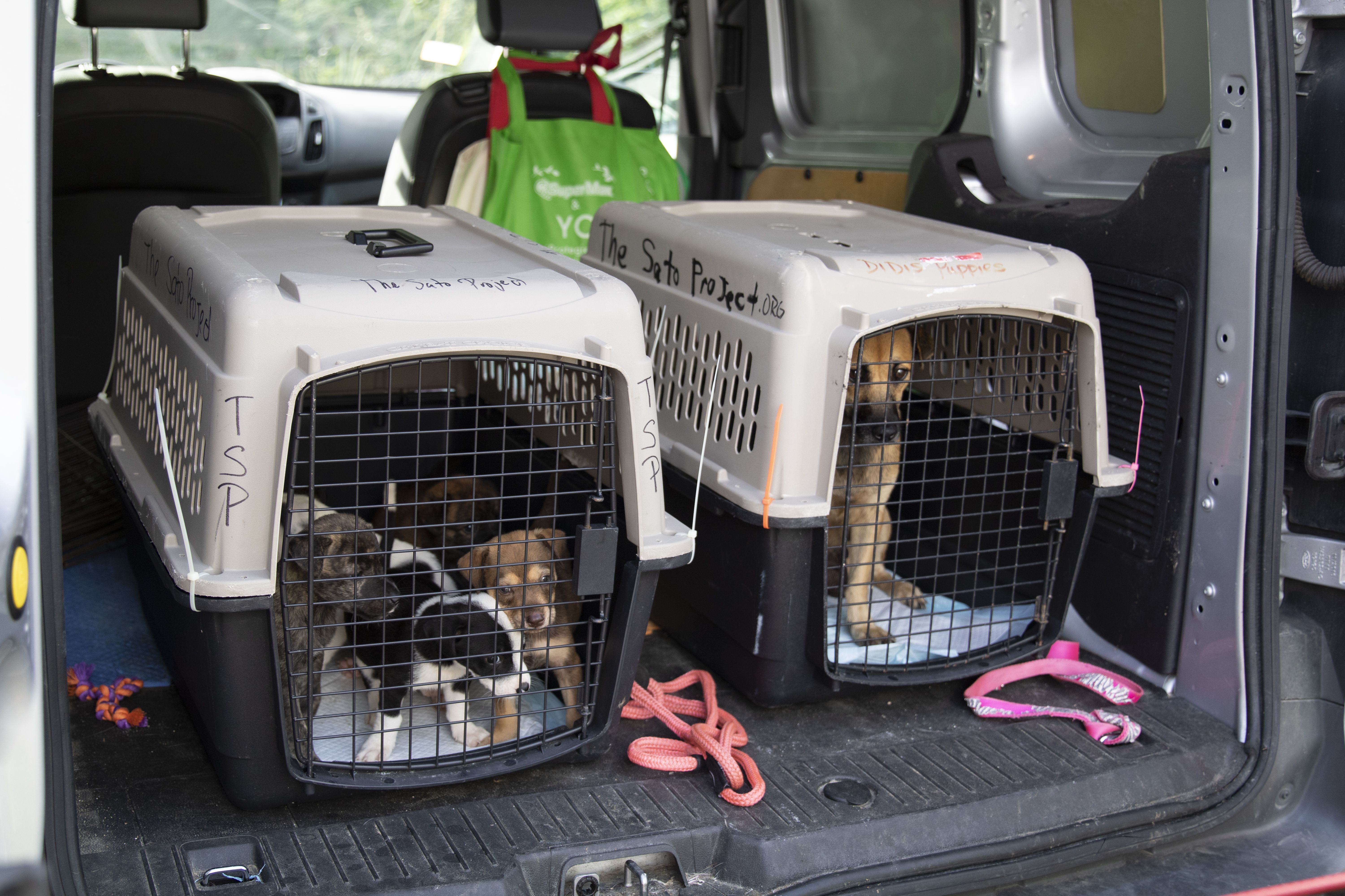 Loaded up and ready to go, Osario takes the litter and mother to Candelero Animal Hospital. Image by Jamie Holt. United States, 2019.

