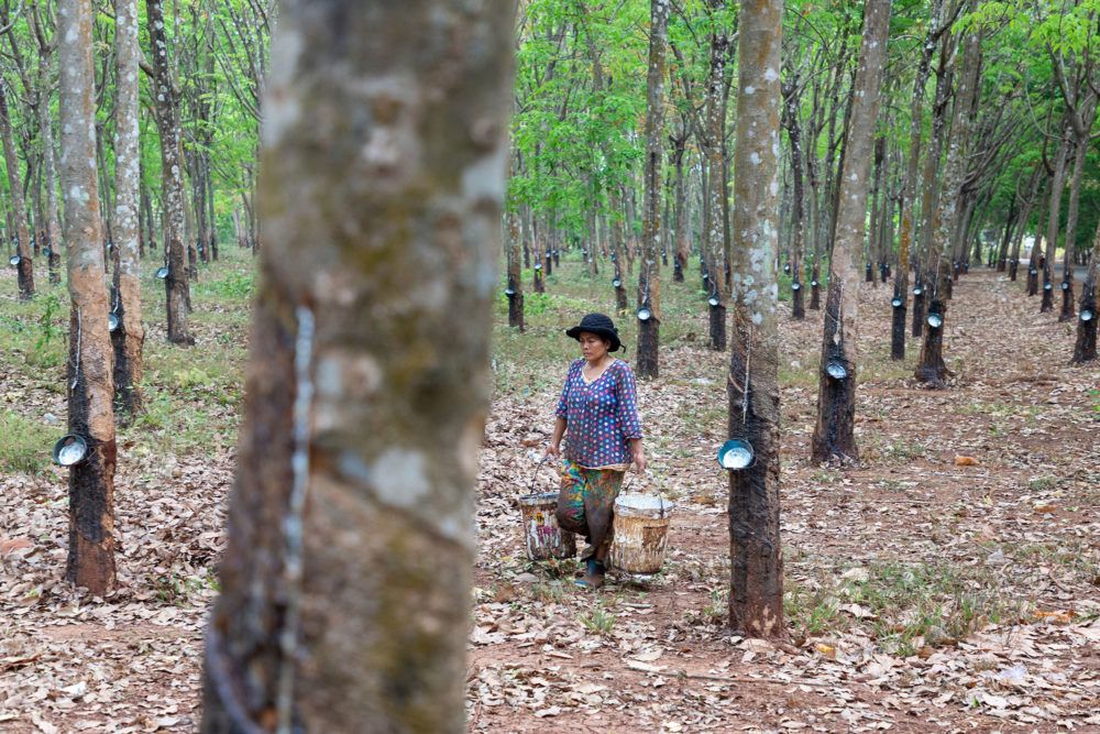 A worker at the Chup Rubber Plantation in Kampong Cham, Cambodia. Cambodia exported 282,071 tons of rubber last year, mainly to China, Singapore, and Malaysia, bringing in earnings of $377 million. Image by Sean Gallagher. Cambodia, 2020.
