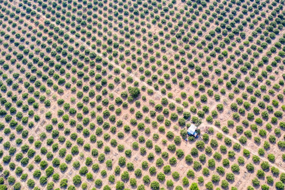 A cashew nut plantation in the Beng Per Wildlife Sanctuary. Most of the sanctuary’s land has been sold by the government for agricultural concessions. Image by Sean Gallagher. Cambodia, 2020.
