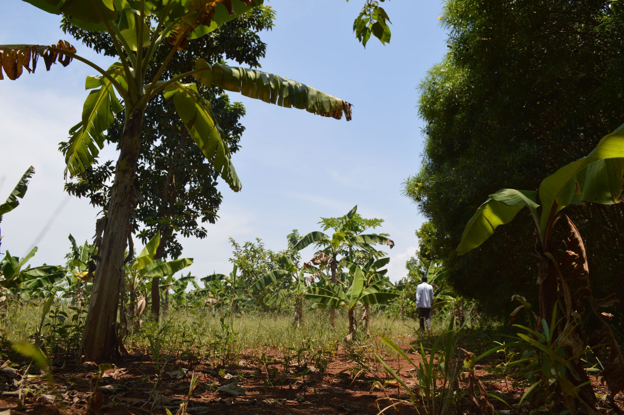 A garden owned by a Walumbe resident in the buffer zone between Lake Victoria and the forest plantation. Image by Annika McGinnis. Uganda, 2019.